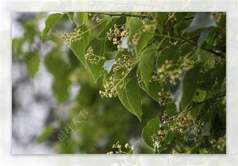 香樟花|[科普中国]